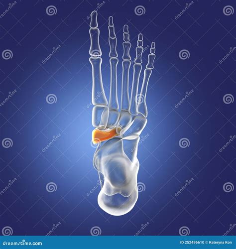 Human Foot Anatomy Navicular Bone Of The Foot Stock Illustration