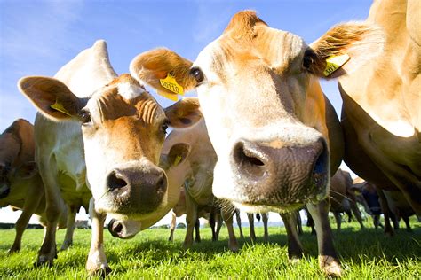 High Quality Stock Photos Of Jersey Cow