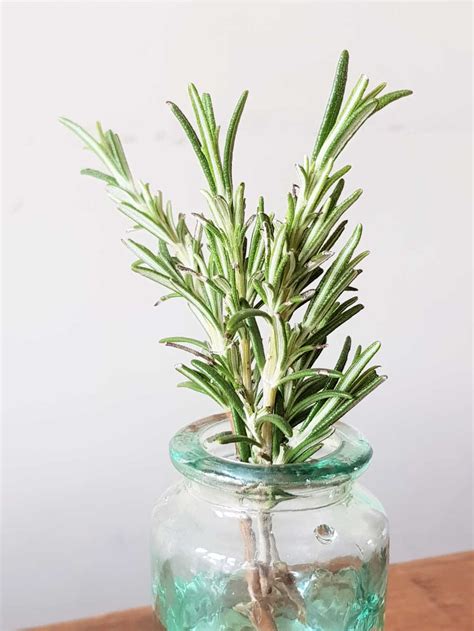 How To Grow Rosemary From Cuttings Indoors And Outdoors