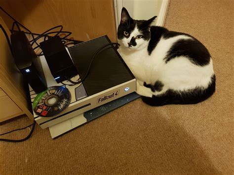 Meet Gizmo My Gamer Cat Rgaming