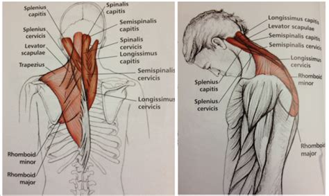 Stretch Sequence To Relieve Tension In The Neck And Shoulders