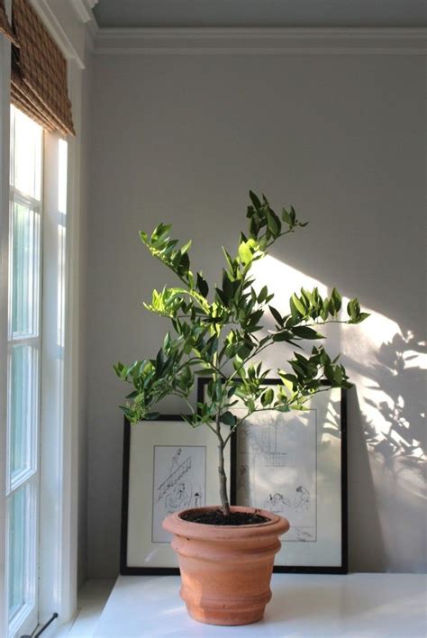 Heres To Keeping Your Potted Citrus Happy Indoors This Winter