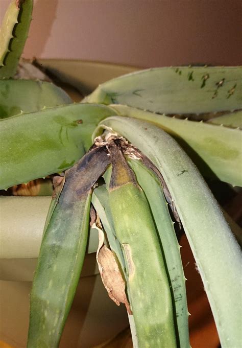Diseases Aloe Vera Plant Has Rot Deep In The Leaf And Is Looking Wilted Gardening