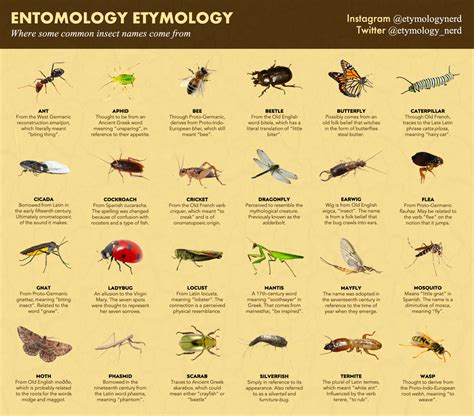 I Made A Guide Explaining Where Some Common Insect Names Come From