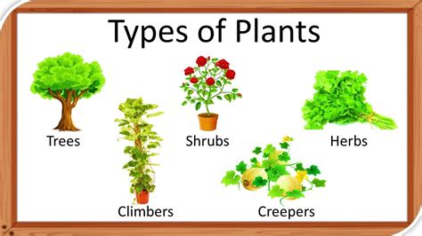 Types Of Plants Plants Around Us Trunk Shrubs Herbs Creepers Climbers