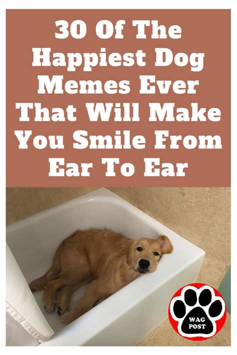 30 Of The Happiest Dog Memes Ever That Will Make You Smile From Ear To