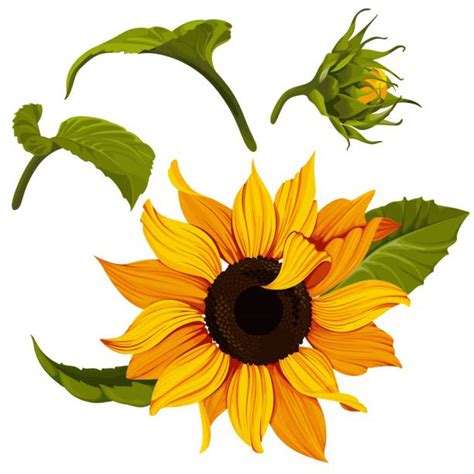 Sunflower Leaf Clip Art Illustrations Royalty Free Vector