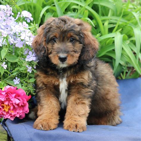 Get a boxer, husky, german shepherd, pug, and more on kijiji, canada's #1 local classifieds. Amber F1 • Infinity Pups