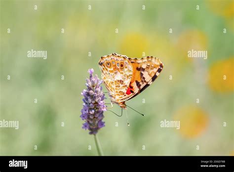 The Macro Photo Of A Red Monarch Butterfly Sitting In Lavender Field