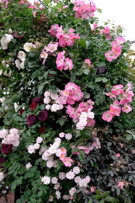 Maybe you would like to learn more about one of these? 237 best images about Rose Gardens on Pinterest | Gardens ...