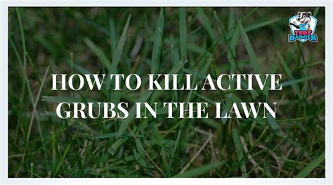 How To Kill Active Grubs In Your Lawn Turf Badger Blog