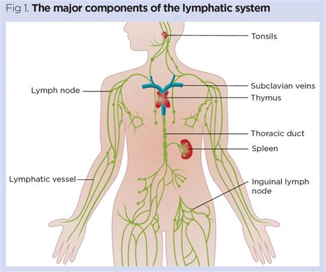 The Lymphatic System Structure Function And Oedema Nursing Times