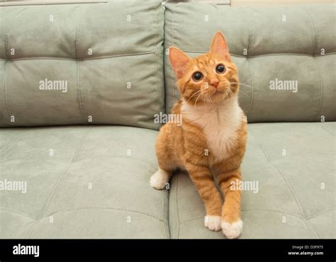 Young Four Month Old Orange Tabby Cat Sitting On Couch Waiting To Play