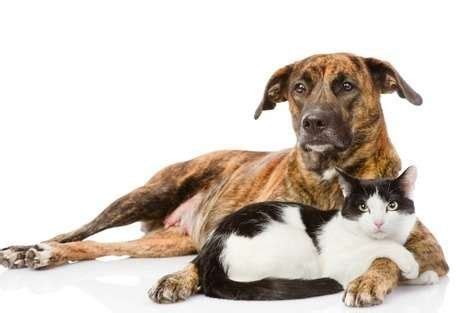 Characteristics of a low maintenance pet. 10 Most Dog-Like Cat Breeds. Does your cat think they're ...