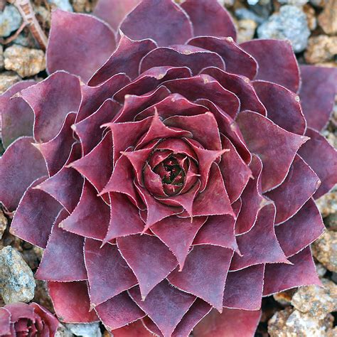 Farah Blog Outdoor Succulent With Purple Flowers 21 Easy Perennials