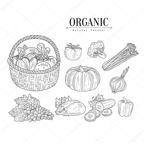 Organic Farm Vegetables Isolated Hand Drawn Realistic Sketches — Stock