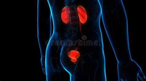 Human Internal Organs Urinary System Kidneys With Bladder Anatomy Stock