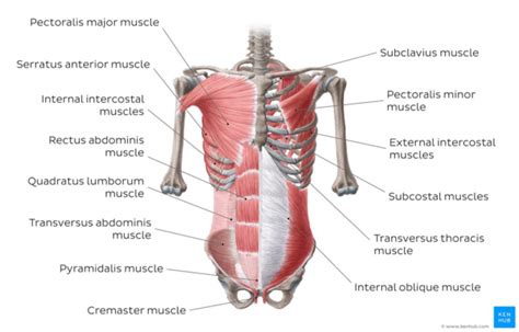 Plank Exercise Physiopedia How To Engage Your Core Steps Muscles Worked And More