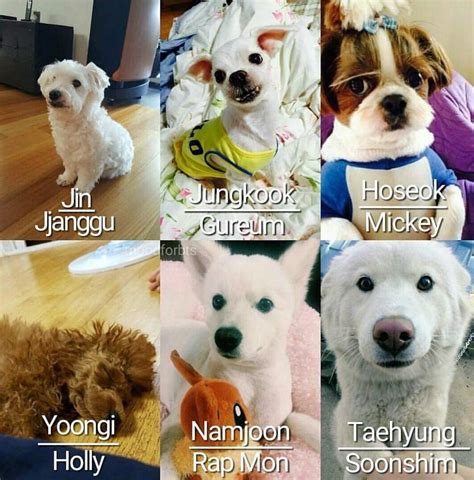 Bts Jimin Pet Bts Pets Jimin Animal Dog Channel Dogs Korea Let