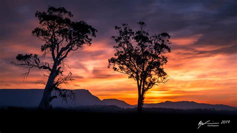Western Tiers Sunset The Silhouette Of Two White Gums Euc Flickr