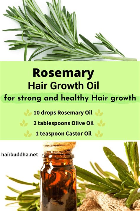 Rosemary Oil To Reduce Hair Loss And Increase New Growth Hair