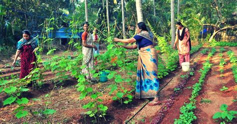 Global companies ›› organic farming››malaysia organic farming. Rattled by Cancer Cases, Kerala Villagers Turn 63 Acres ...