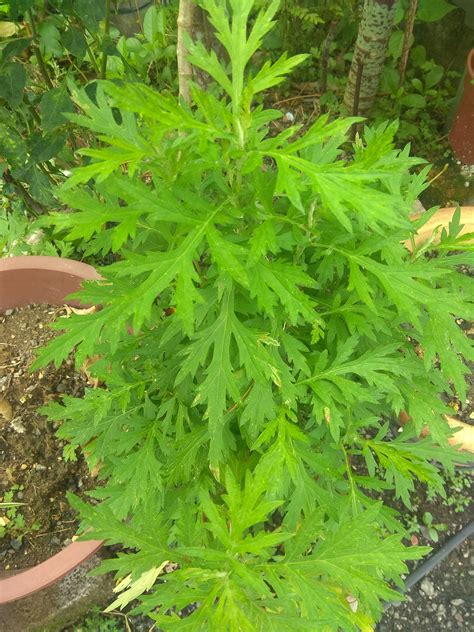 Amalkan bersama teh herba dan malac untuk mempercepatkan proses penyembuhan. Pokok Jeremin Berguna Untuk Halau Nyamuk. Letak Di Lokasi ...