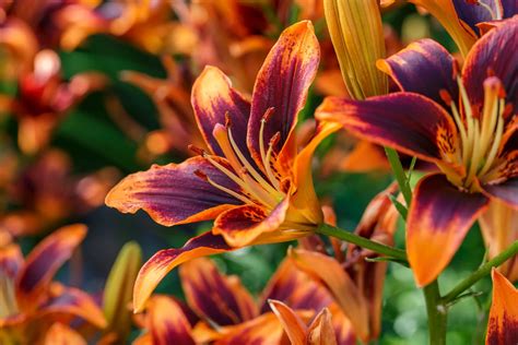 Daylily Colors And Ten Interesting Daylily Facts Green Garden Tribe