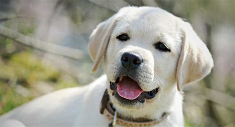 Get a boxer, husky, german shepherd, pug, and more on kijiji, canada's #1 local classifieds. Feeding Your Labrador Puppy - Full Guide and Diet Chart