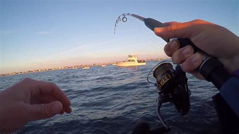 Insane New Jersey Fall Run Striped Bass Fishing Youtube