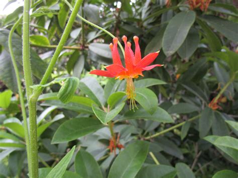 Aquilegia formosa - Linda Vista Native Plants