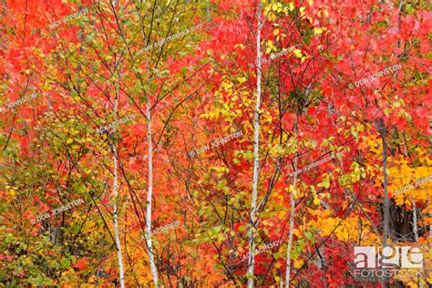 Birch And Maple Trees With Fall Colour Greater Sudbury Ontario
