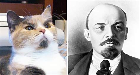 13 Cats That Look Like Other Things