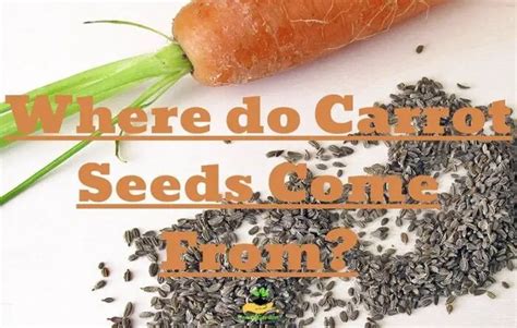Where Do Carrot Seeds Come From Easy Answer