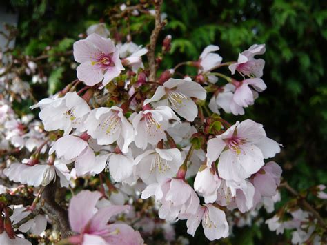Molly Nilsen Dwarf Flowering Cherry Tree Kojo No Mai Prunus Incisa