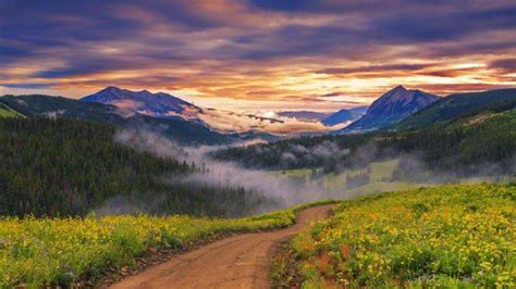 Landscape Nature Wildflowers Path Mist Forest Trees Sunset