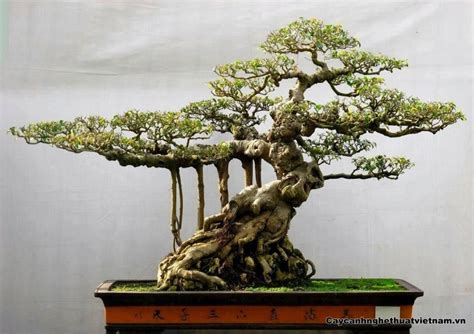 Apple trees fall into the group of tropical bonsai varieties. Bonsai, pretty amazing! #bonsai | Bonsai tree types ...