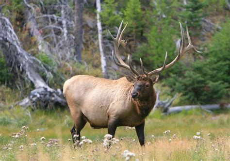 Bull Elk Spirit Animal Totems