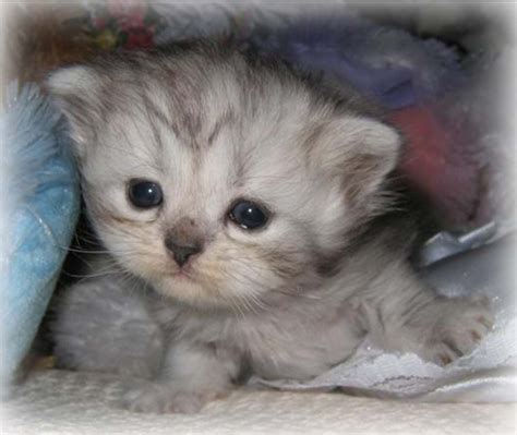 Munchkin Kittens For Sale Houston Kitneta