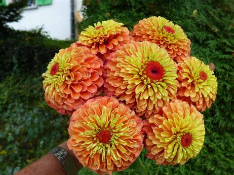I obtained my seeds from select seeds and started them indoors. Zinnia Queeny Lime Orange | All-America Selections