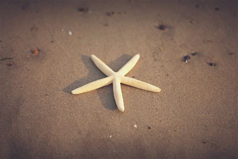 Free Images Hand Beach Sand Starfish Invertebrate Close Up