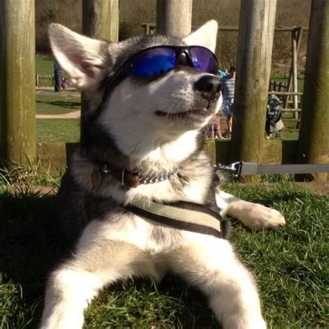 Sunning Siberian In Sunglasses Siberian Husky Husky Dogs Snow Dogs