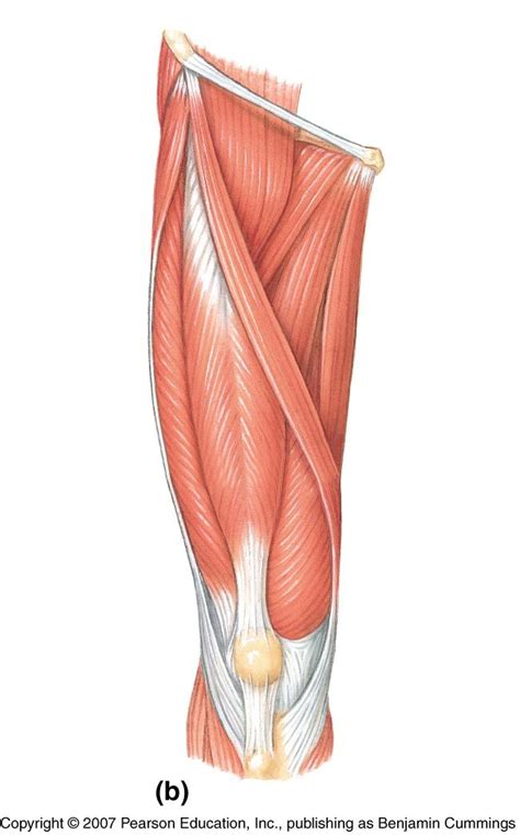 Quad leg muscles anatomy labeled diagram, vector illustration fitness poster. Leg Muscles Diagram : figuredrawing.info news: Leg anatomy - process / Related posts of muscle ...