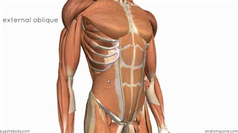 Abdominal Muscle Anatomy Male Frontal View Of Male Chest And