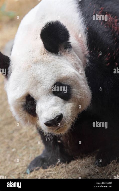Giant Panda Bear Walking Stock Photo Alamy