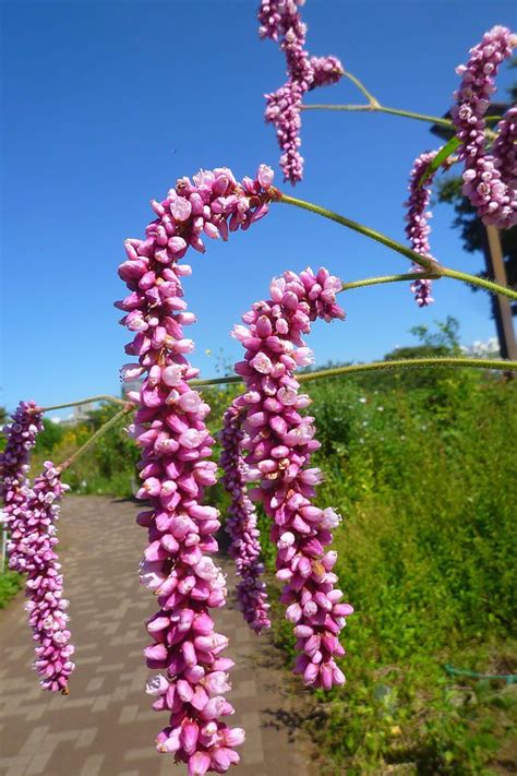 Dallas florist flower delivery by i love roses florist. Kiss-Me-Over-The-Garden-Gate Info - What Is Kiss-Me-Over ...