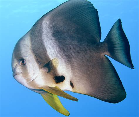 Longfin Spadefish Platax Teira Platax Teira Reunion Isl Flickr