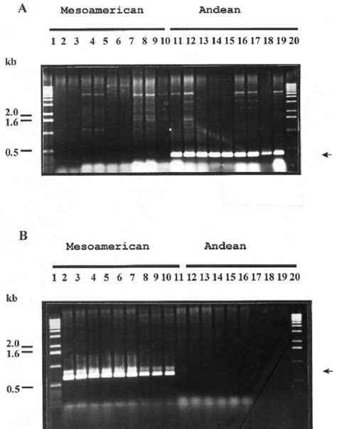 Polymerase Chain Reaction Pcr Amplification Of Group Specific Random