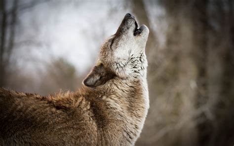 Explore more wallpapers in the animal category! Download wallpaper 3840x2400 wolf, howling, predator ...