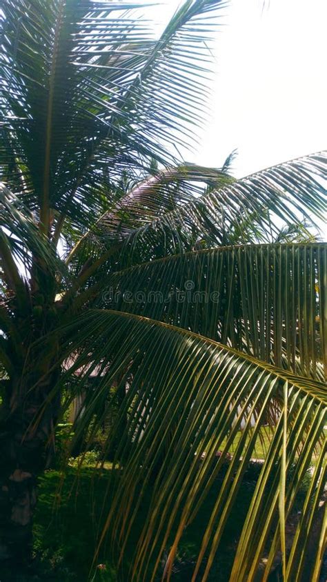 Coconut Tree Growing In A Garden Stock Photo Image Of Garden Jungle